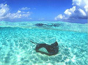 Sincere flattery, Stingray and clouds. Nikon F100 + 16 mm... by Dr Alexander Mustard 
